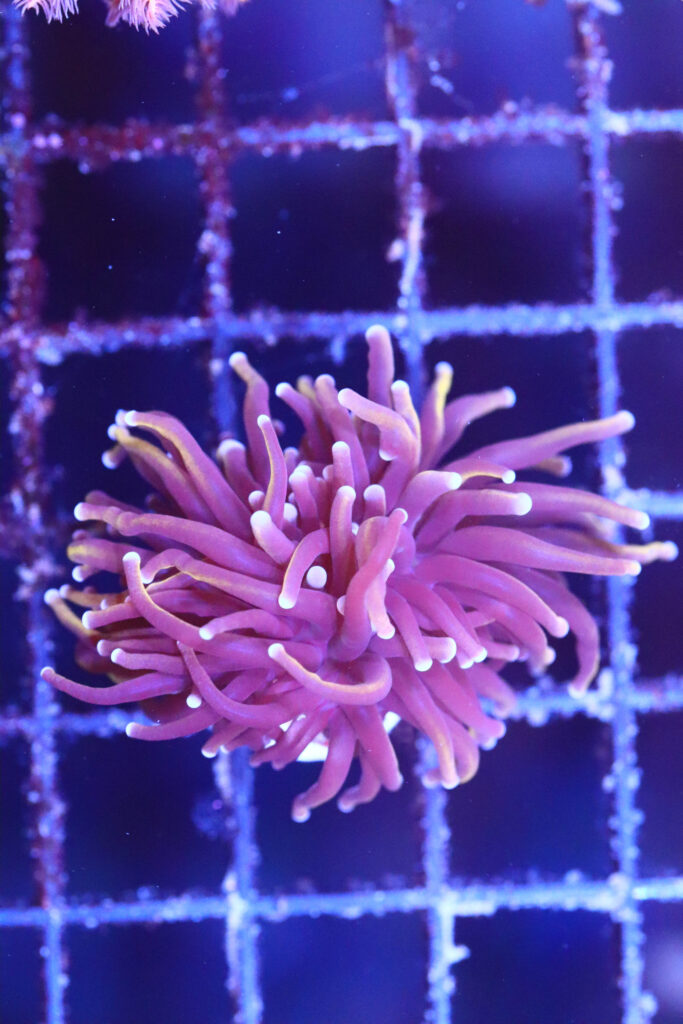 Frag Box Corals