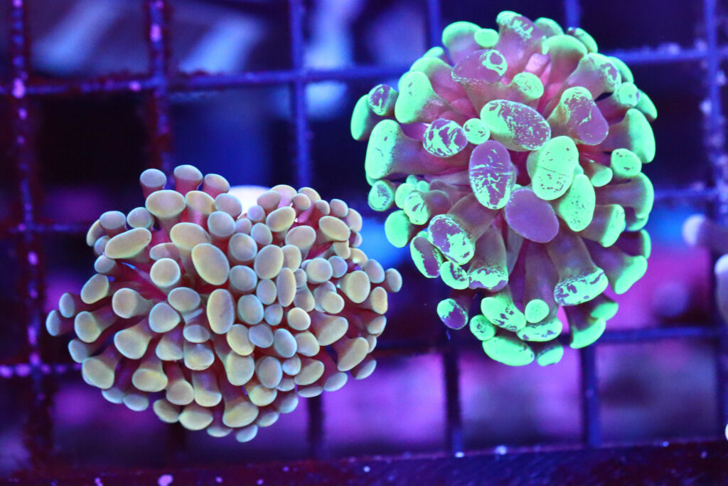 Frag Box Corals