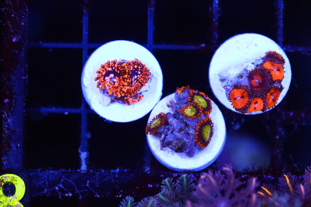 Frag Box Corals