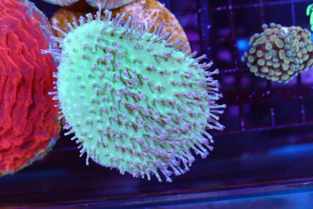 Frag Box Corals