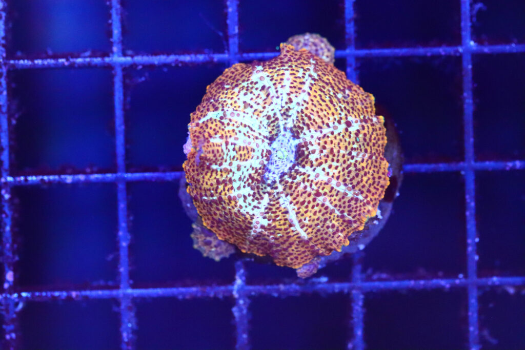 Frag Box Corals