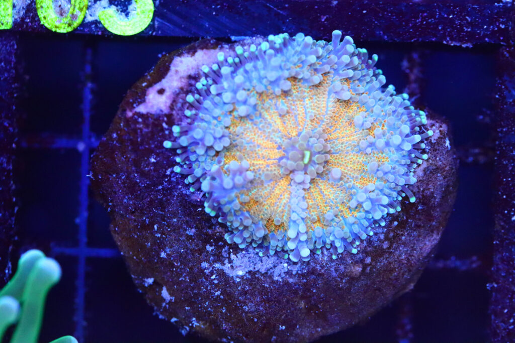 Frag Box Corals