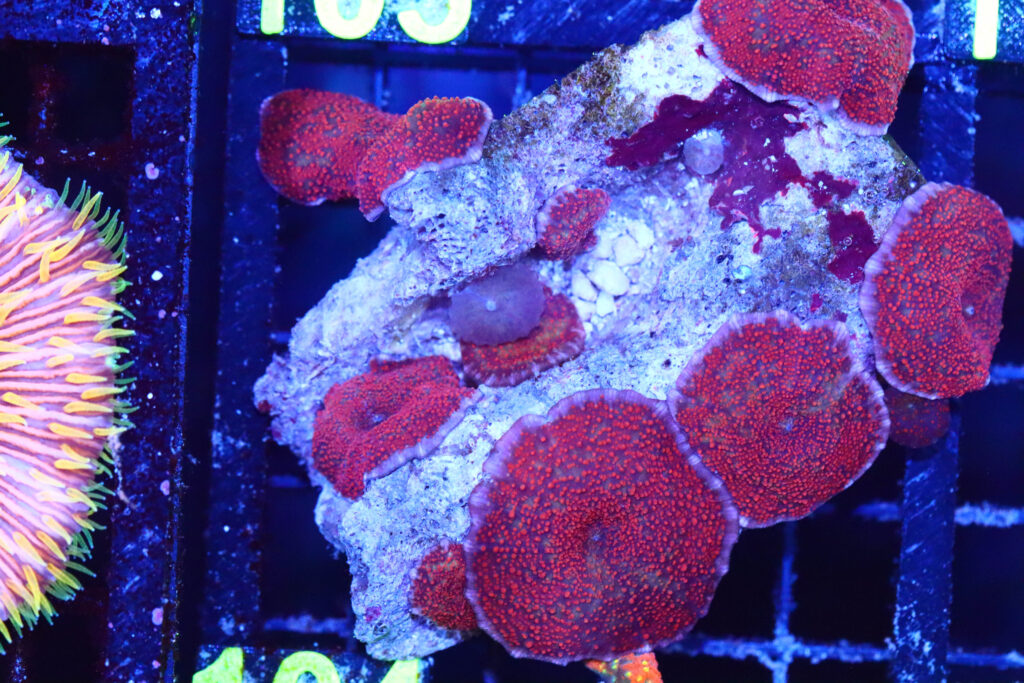 Frag Box Corals