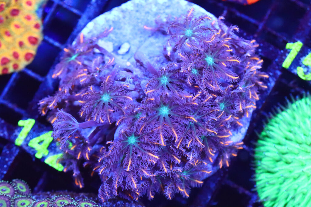 Frag Box Corals