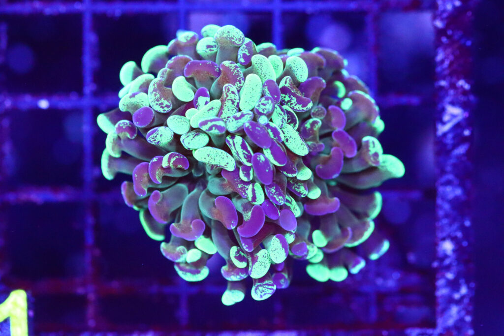 Frag Box Corals