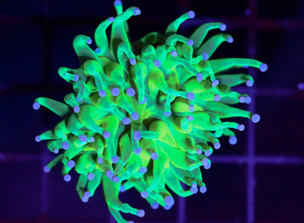 Frag Box Corals