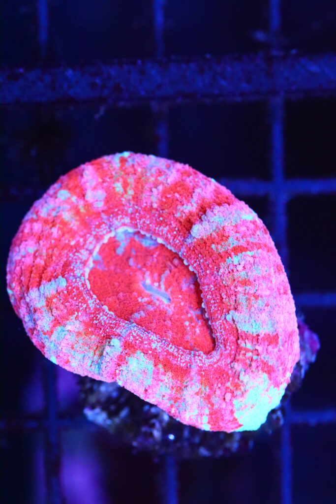 Frag Box Corals