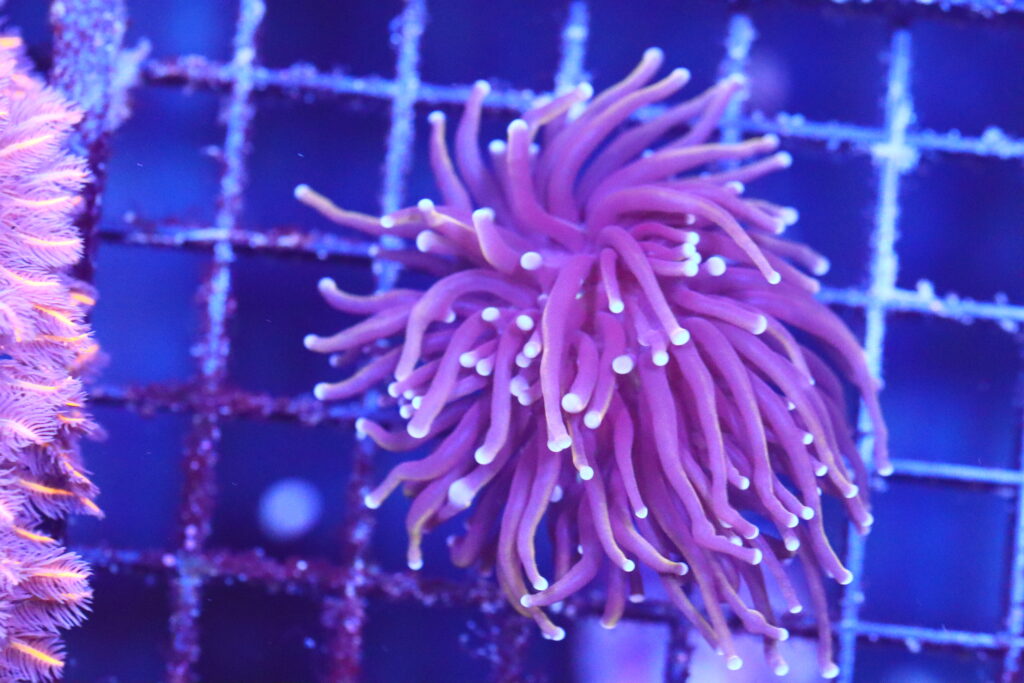 Frag Box Corals