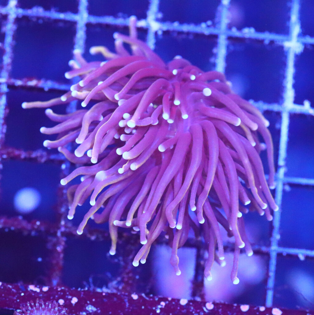 Frag Box Corals