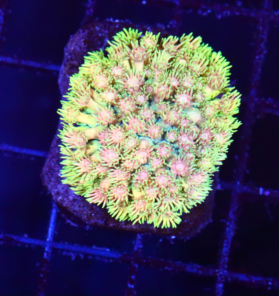 Frag Box Corals