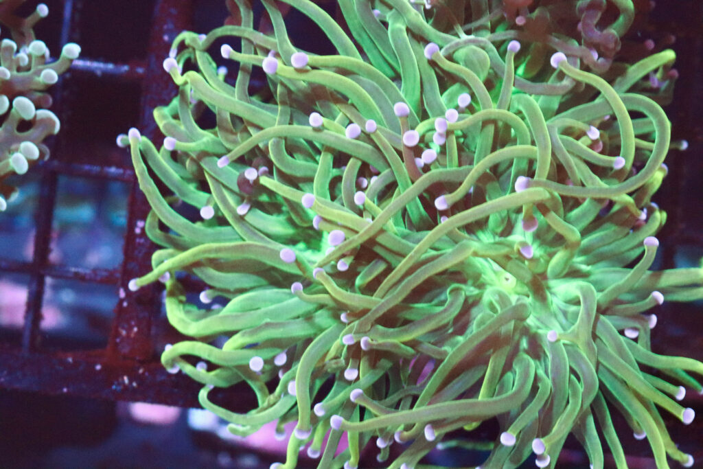 Frag Box Corals