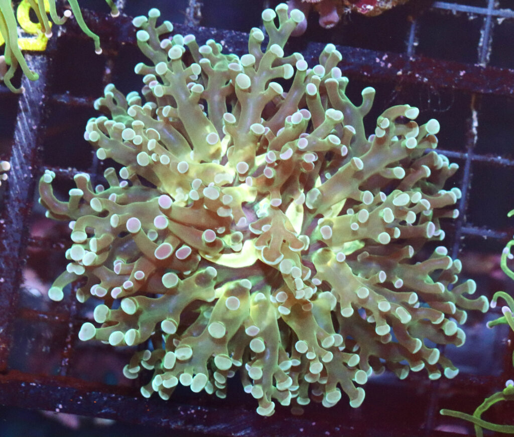 Frag Box Corals