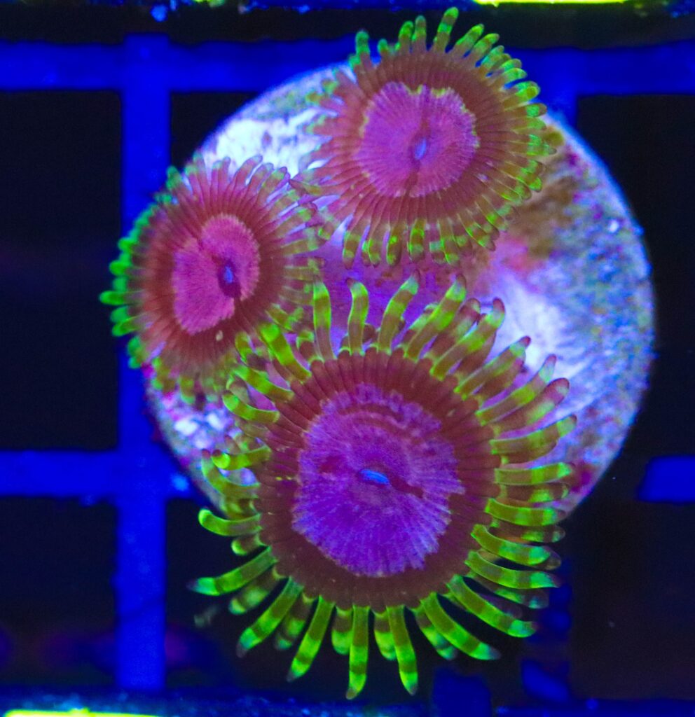 Frag Box Corals