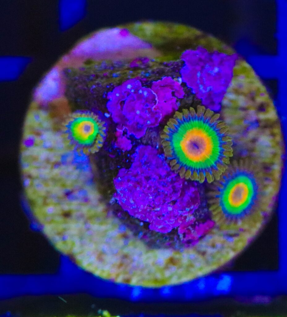 Frag Box Corals