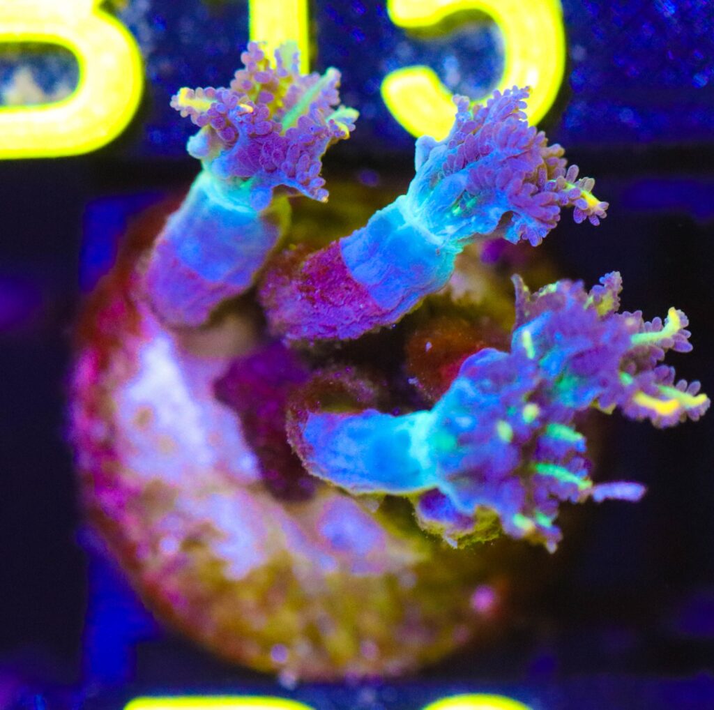 Frag Box Corals