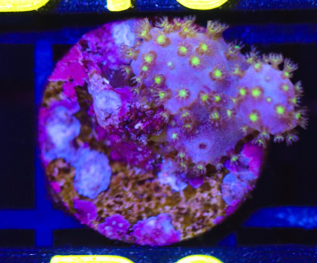 Frag Box Corals