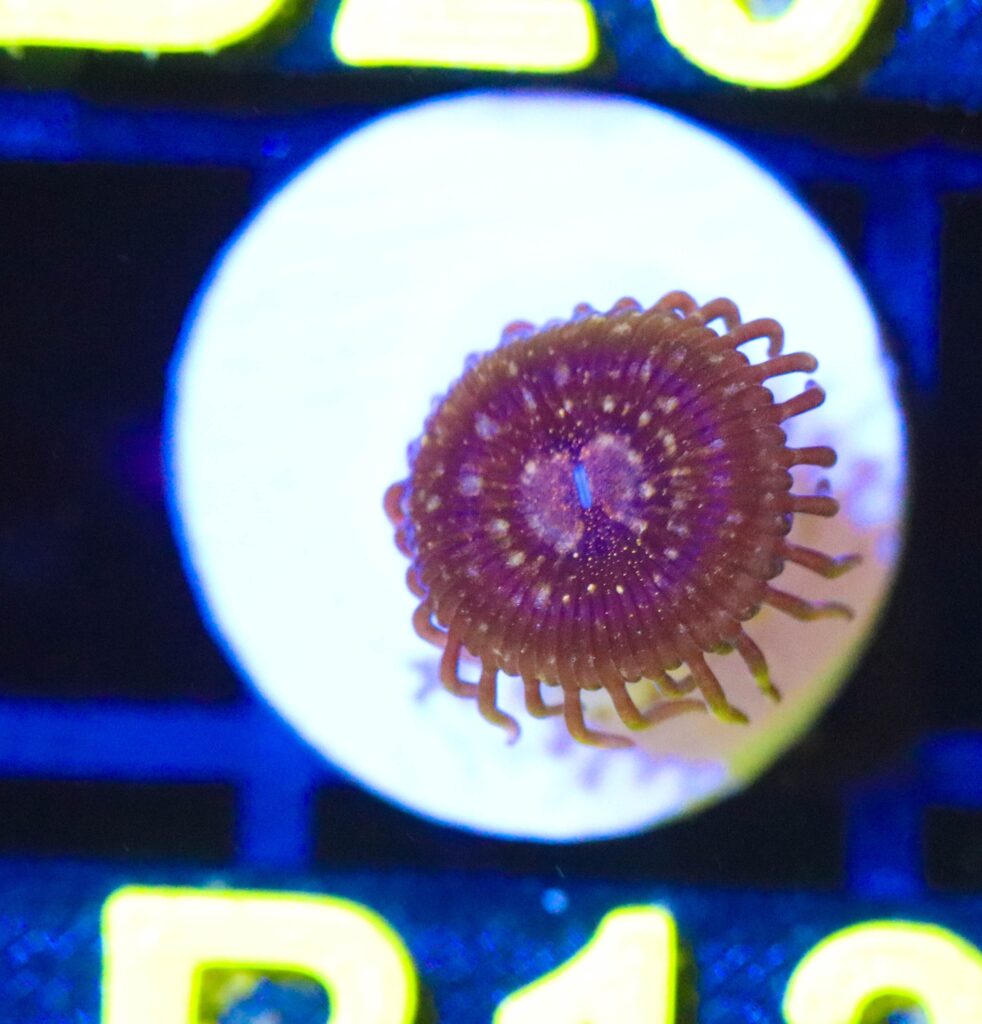 Frag Box Corals