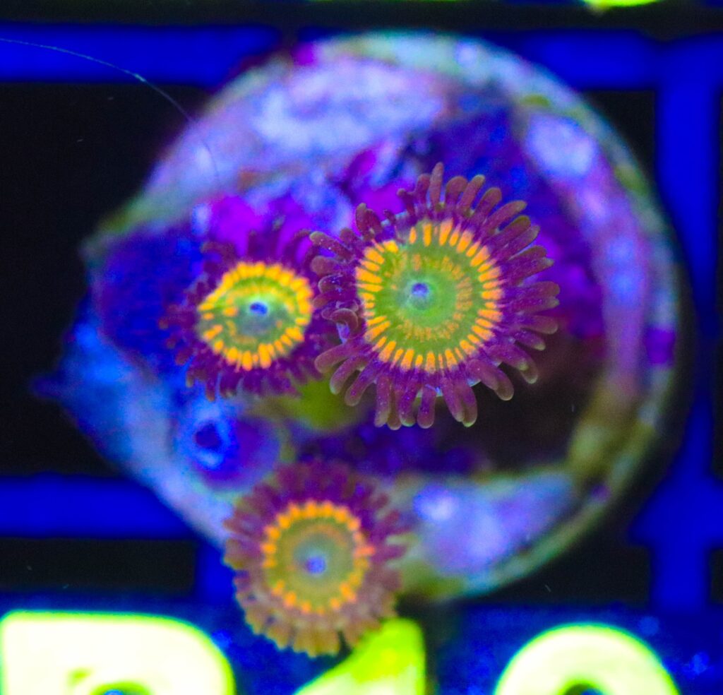 Frag Box Corals