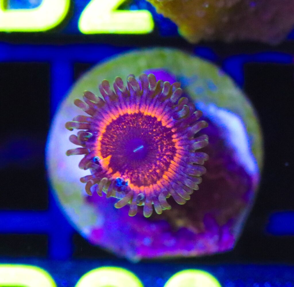 Frag Box Corals