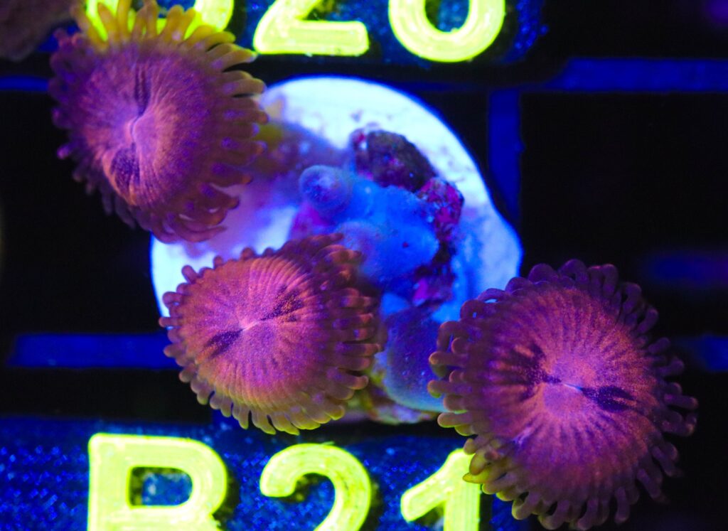 Frag Box Corals