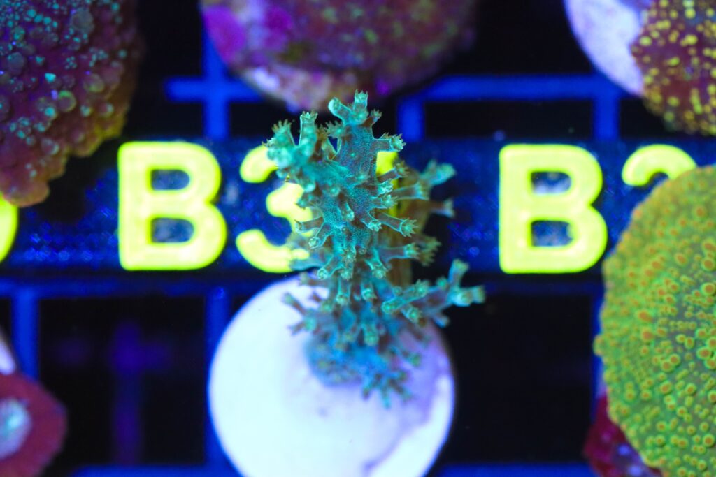 Frag Box Corals