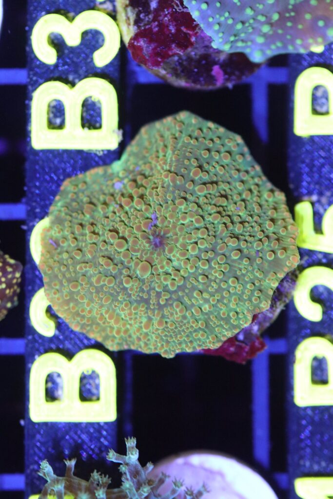 Frag Box Corals