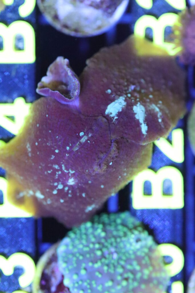 Frag Box Corals