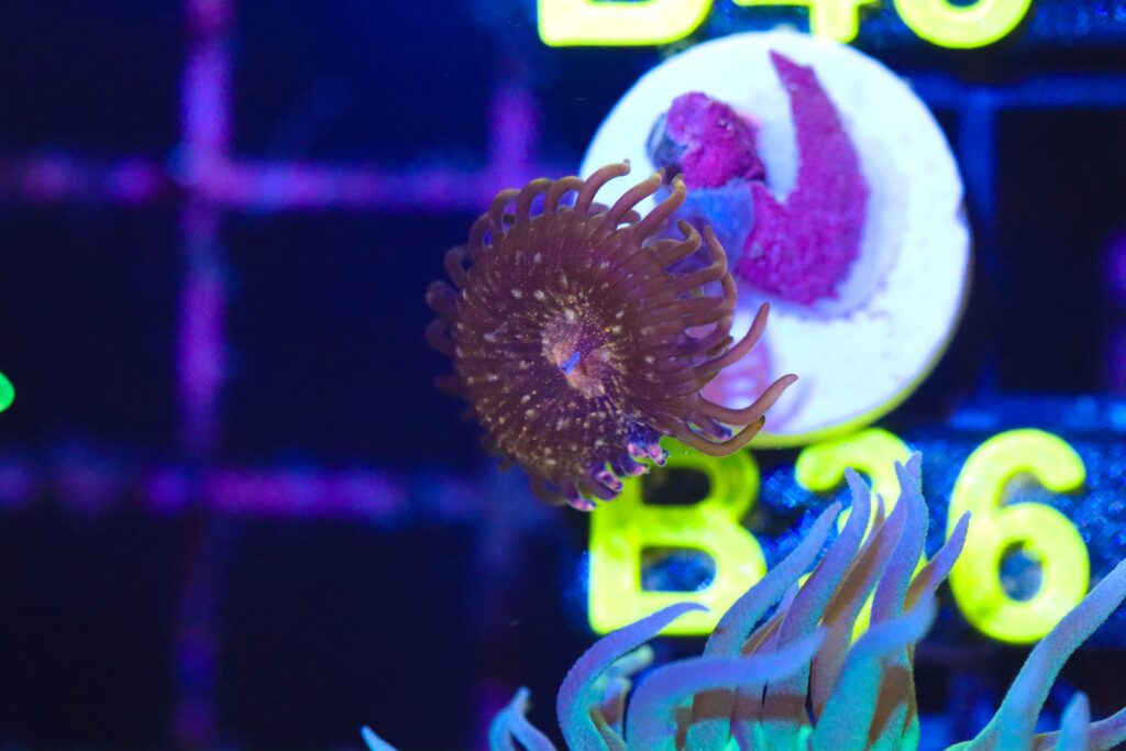 Frag Box Corals