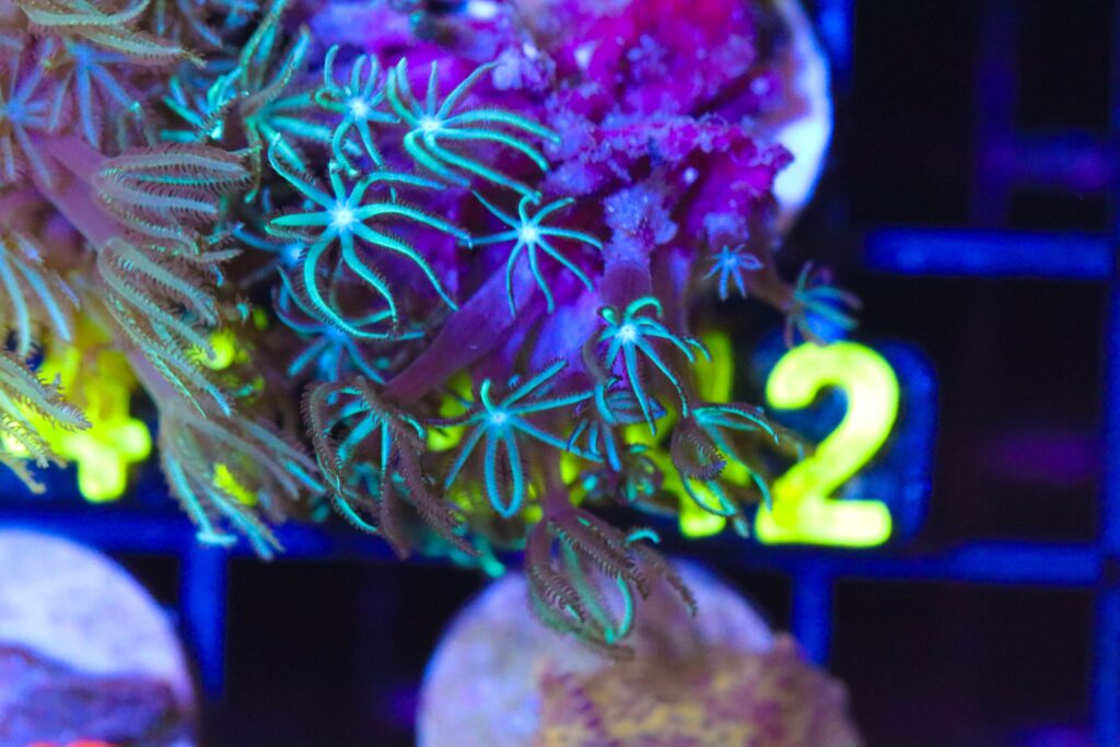Frag Box Corals