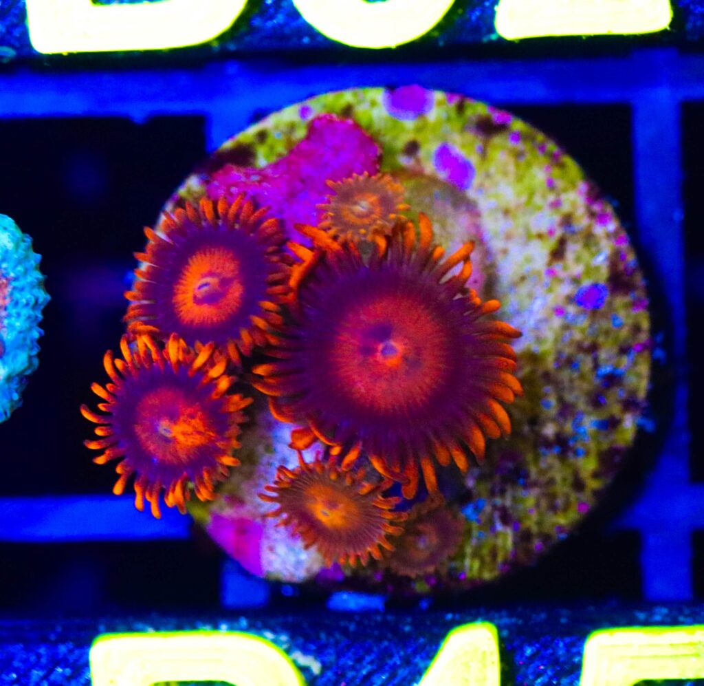 Frag Box Corals