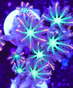Large Clove Polyp Frag (Row #42)