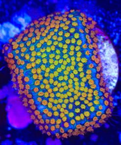Rainbow Montipora (Row #43)