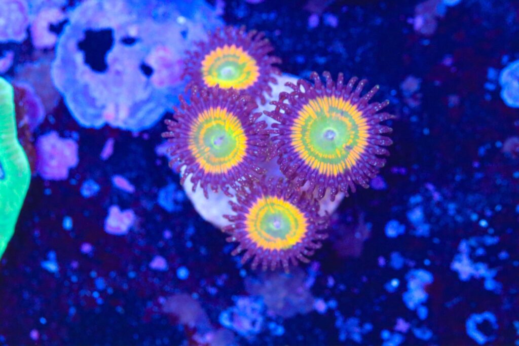 Frag Box Corals