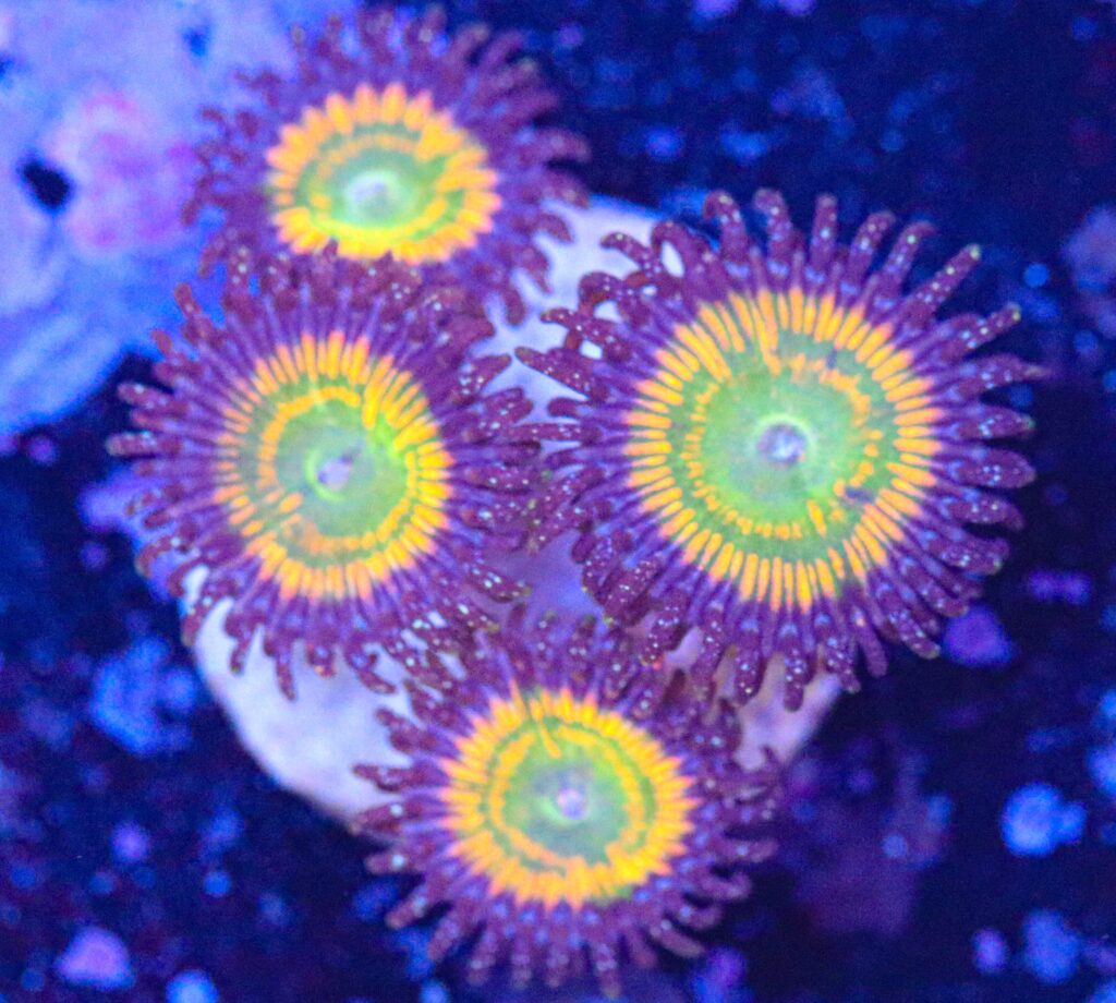Frag Box Corals