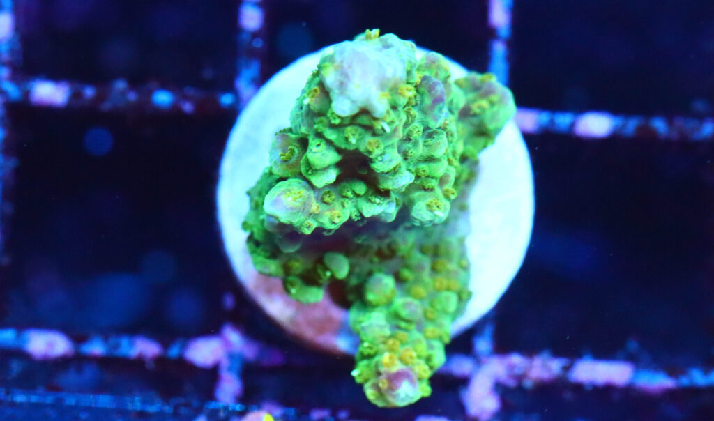 Frag Box Corals