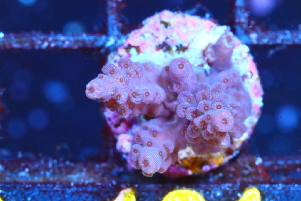 Frag Box Corals