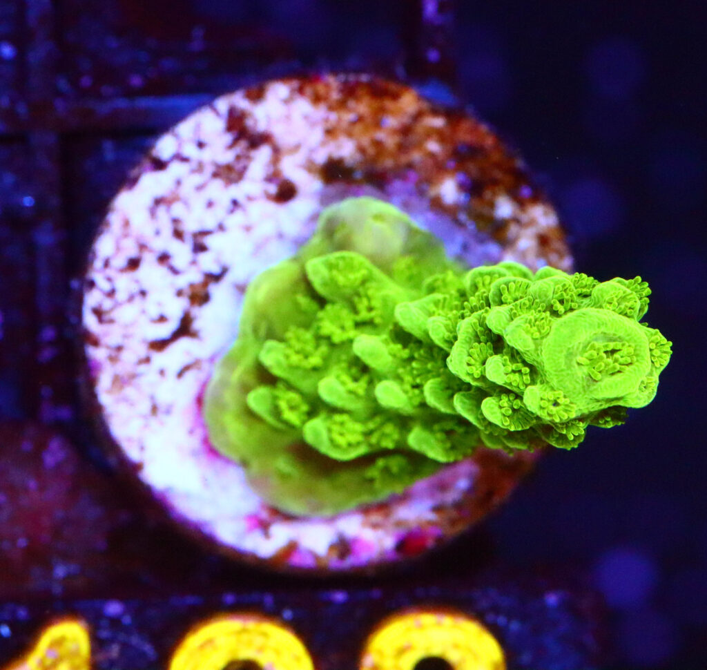 Frag Box Corals