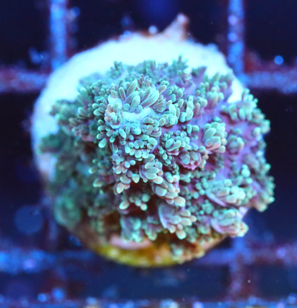 Frag Box Corals