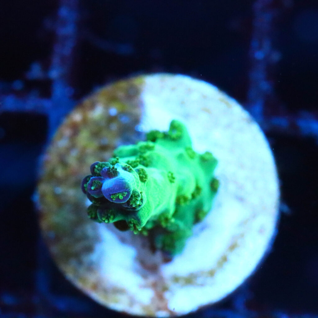 Frag Box Corals