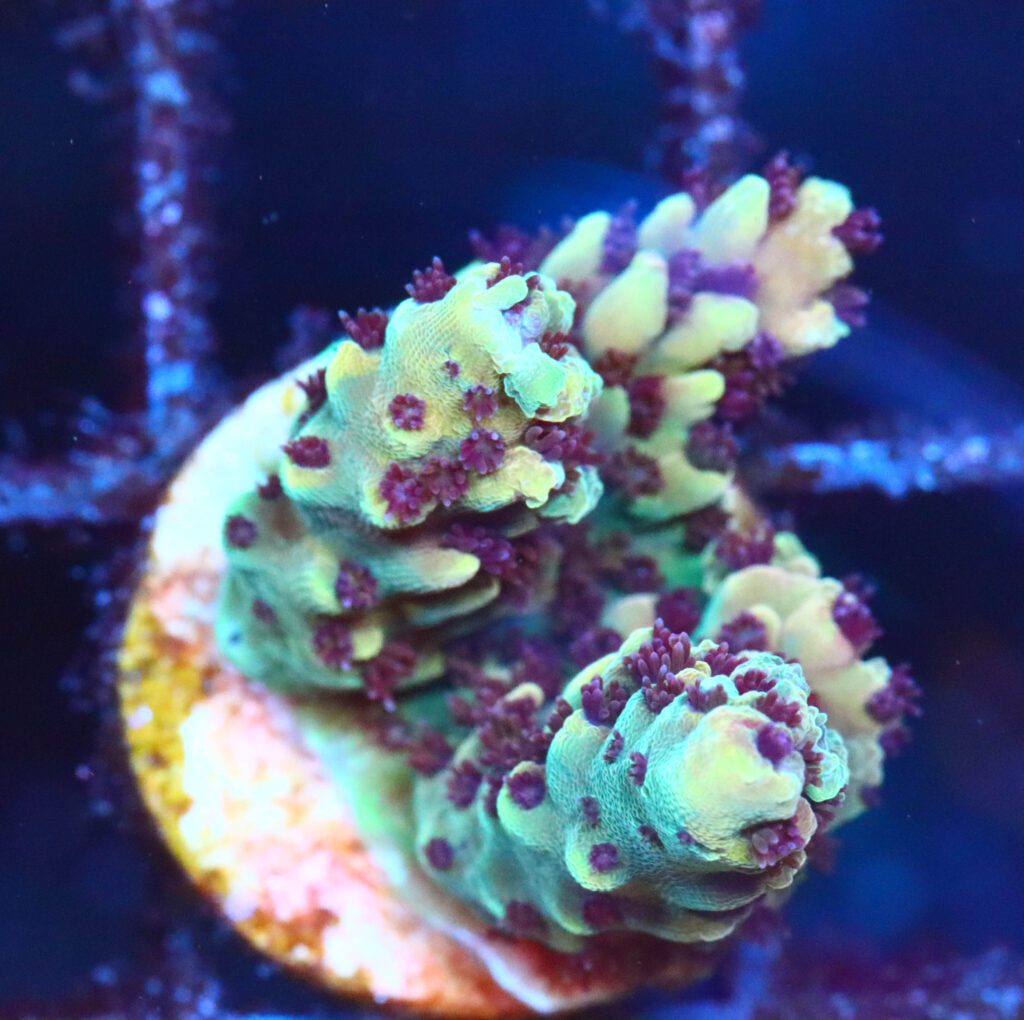 Frag Box Corals