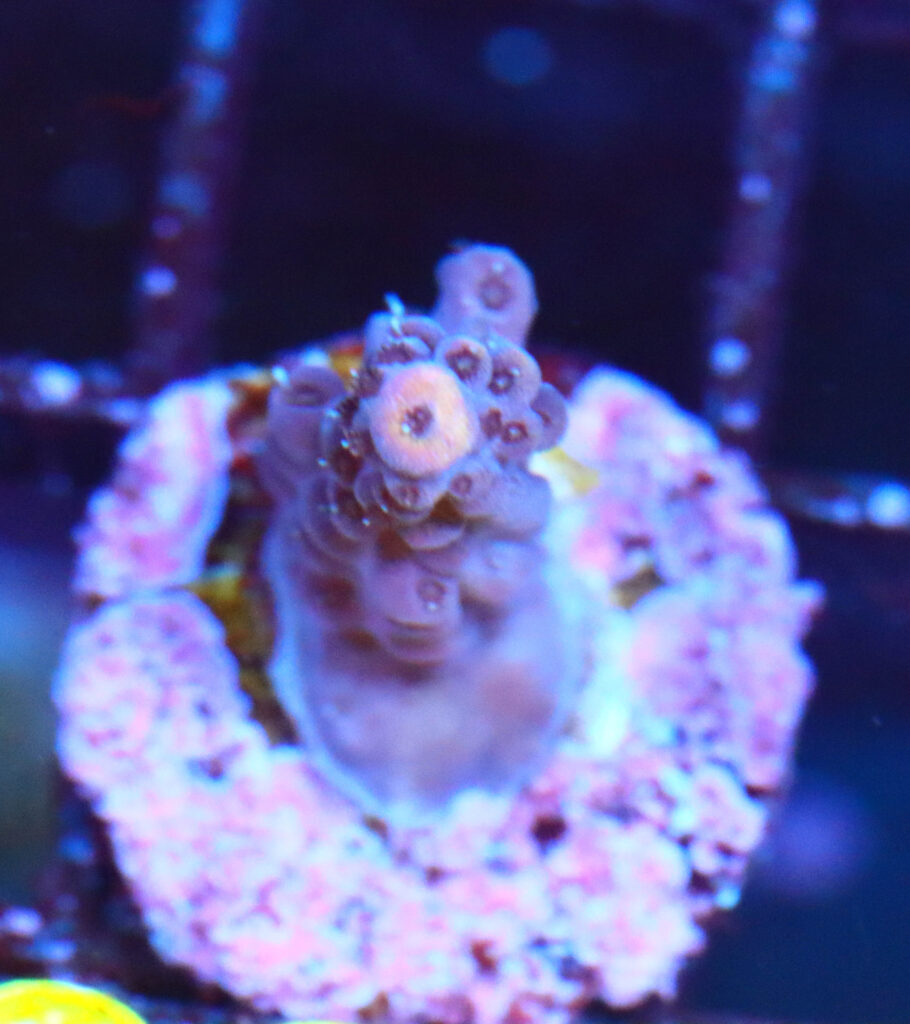 Frag Box Corals