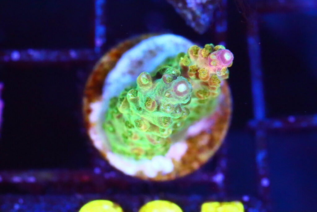 Frag Box Corals