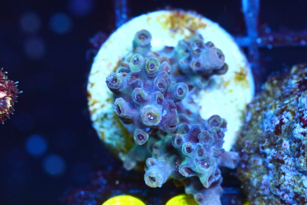 Frag Box Corals