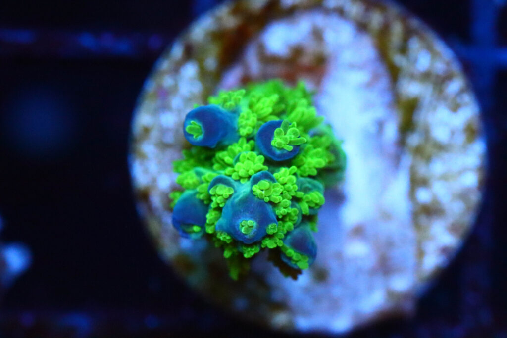Frag Box Corals