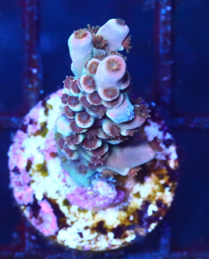 Frag Box Corals