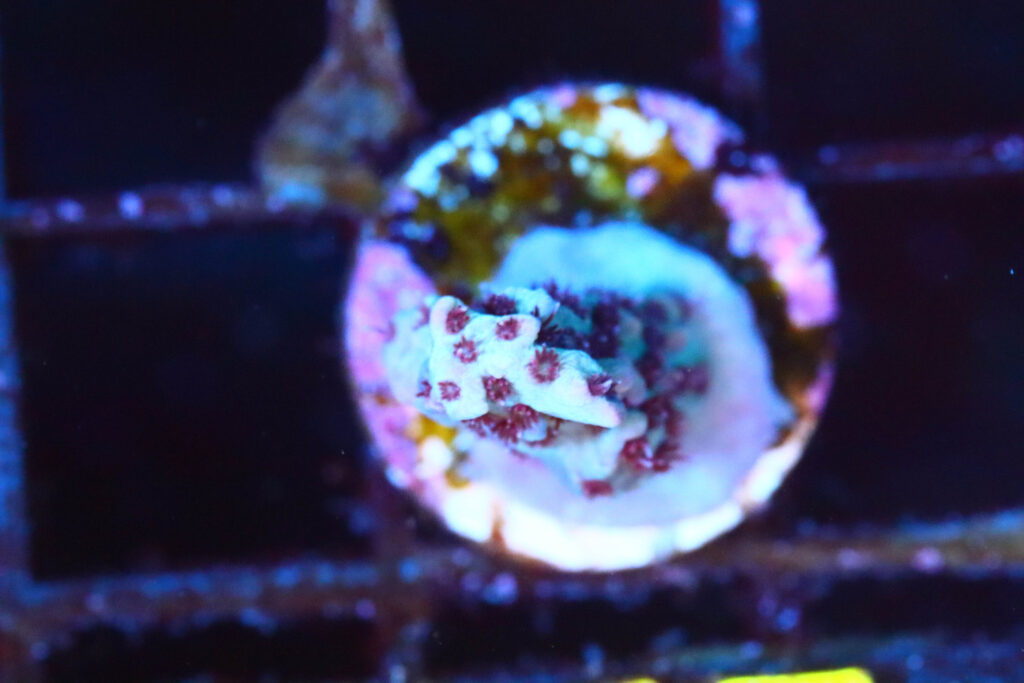 Frag Box Corals