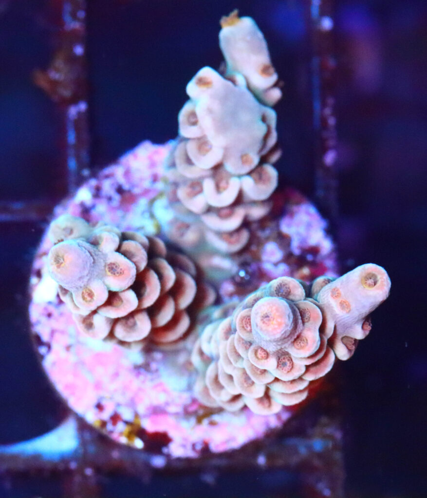 Frag Box Corals