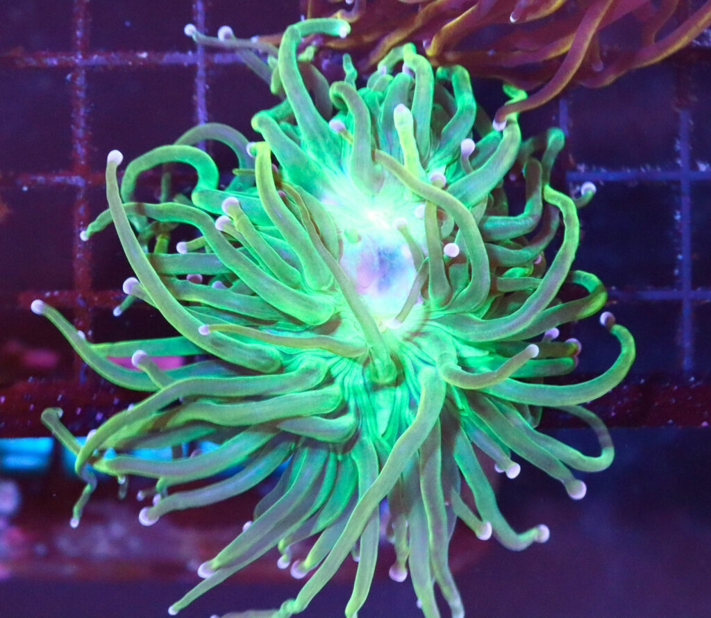 Frag Box Corals