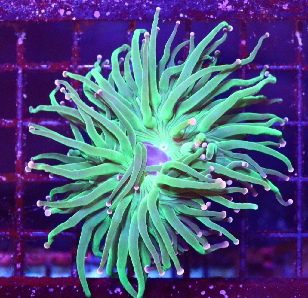 Frag Box Corals
