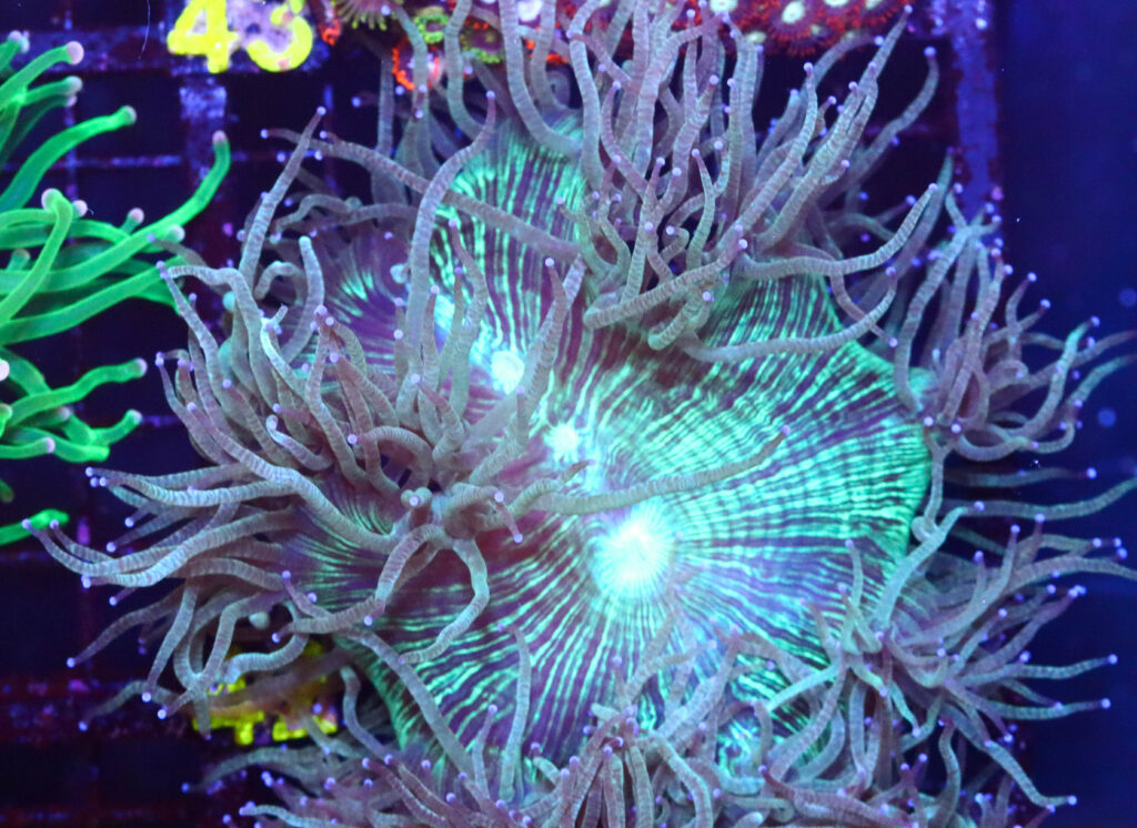 Frag Box Corals